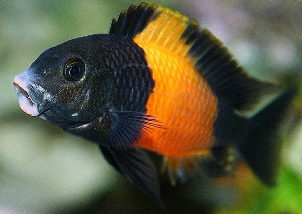 Tropheus sp. 'black' Bemba